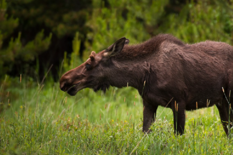 moose in a field